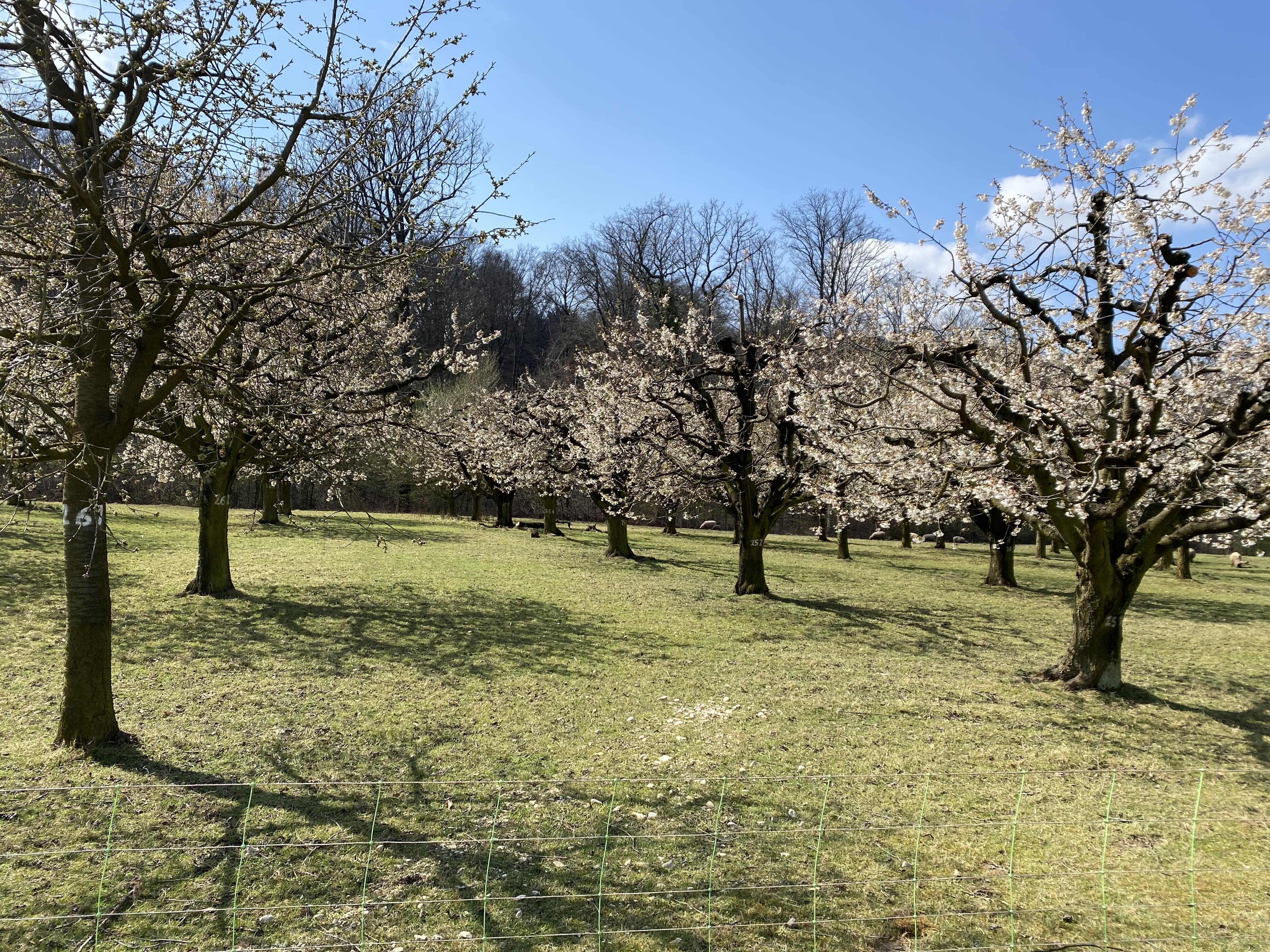 blühende Kirschbäume im Heidekraut